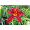 Саженец лилейника гибридного Кримсон Пират (Crimson Pirate): фото и описание
