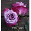Саженец чайно-гибридной розы Дип Перпл (Deep Purple): фото и описание