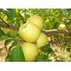 Саженец яблони Голден Делишес (Golden Delicious): фото и описание
