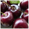 Саженцы черешни Радица (Radica) -  5 шт.: фото и описание