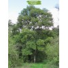 Саженцы дуба Европейский 100-150 см -  5 шт.: фото и описание