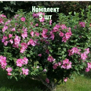 Комплект 5шт / Гибискус древовидный розовый