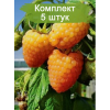 Саженцы малины Голден Эверест (Golden Everest)  (Желтая) -  5 шт.: фото и описание