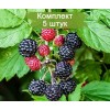 Саженцы малины Кумберленд (Kumberlend) (Черная) -  5 шт.: фото и описание