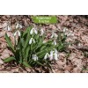 Луковицы подснежника Крымский  -  5 шт.: фото и описание