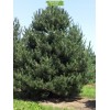 Саженцы сосны Чёрная 100-150 см -  5 шт.: фото и описание