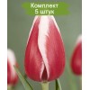 Луковицы тюльпана Гуус Папендрехт (Guus papendrecht) -  5 шт.: фото и описание