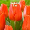 Луковицы Тюльпана Оранж Шерпа (Orange Sherpa) - 5 шт.: фото и описание