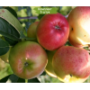 Саженцы Яблони Прима -  5 шт.: фото и описание
